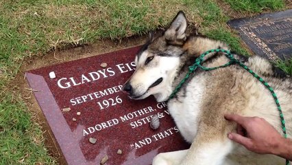Emotional videos 'dog crying on owner's grave' - Dog Videos 2016