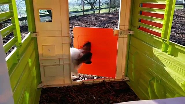 Clickertraining mit Hund Elu Teil 3