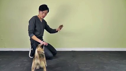 How To Teach Your Dog To Stop Barking