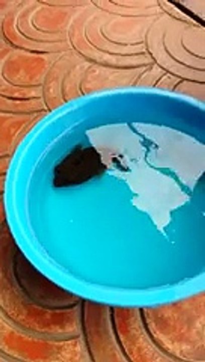 Le mécanisme de défense d'un poisson-ballon