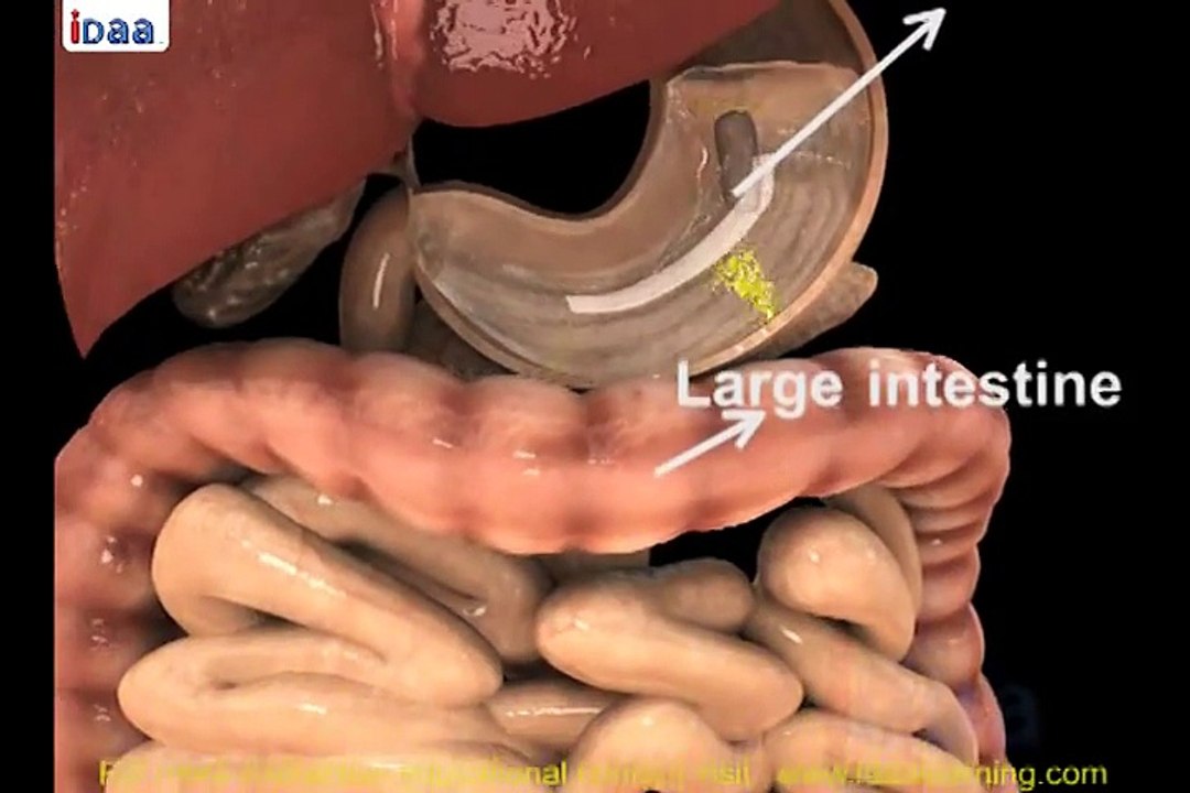 Digestion in Human Beings 3D CBSE Must Watch It