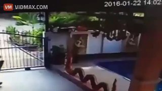 DUMB THIEF FALLS INTO SWIMMING POOL AFTER STEALING TV