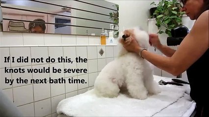 Blow Drying the Bichon Frise, Part 2