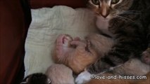Tiny newborn kitten learns how to clean paws