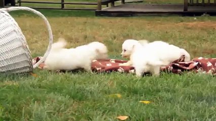 Bichon Frise Puppies For Sale