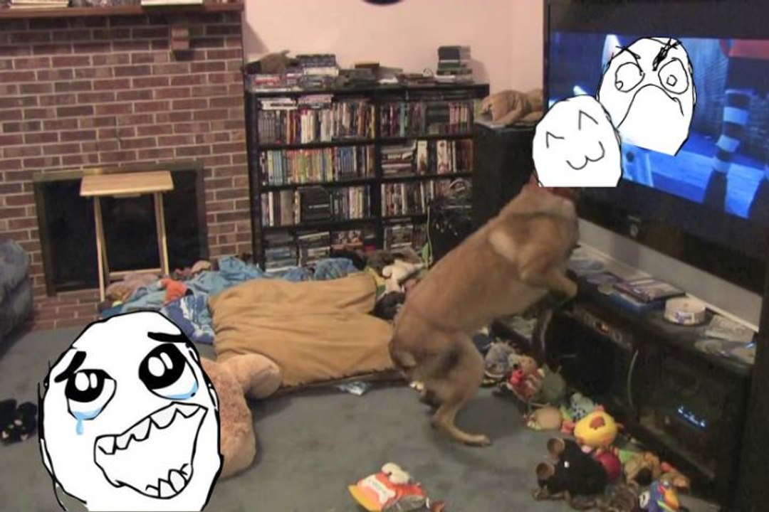 Movie-Fanatic Doge Gets Super Excited Watching Disney's 'Bolt' on TV