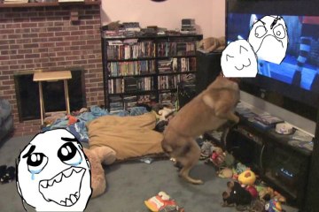 Movie-Fanatic Doge Gets Super Excited Watching Disney's "Bolt" on TV