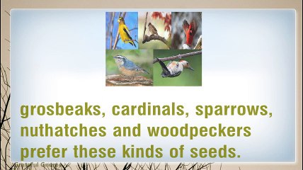 How To Choose The Best Bird Seed For Your Backyard Birds