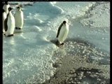 acc - pinguin sinks