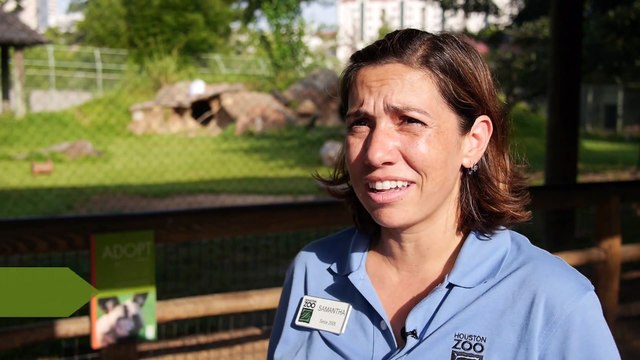 African Painted Dogs Get New Toys!