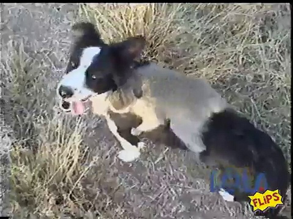 Monkey Riding Dog
