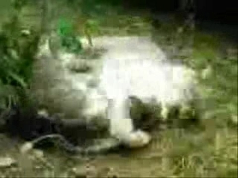 COMBAT DE CHATS ! MES DEUX CHATS SE TAPENT POUR UN ARBRE !