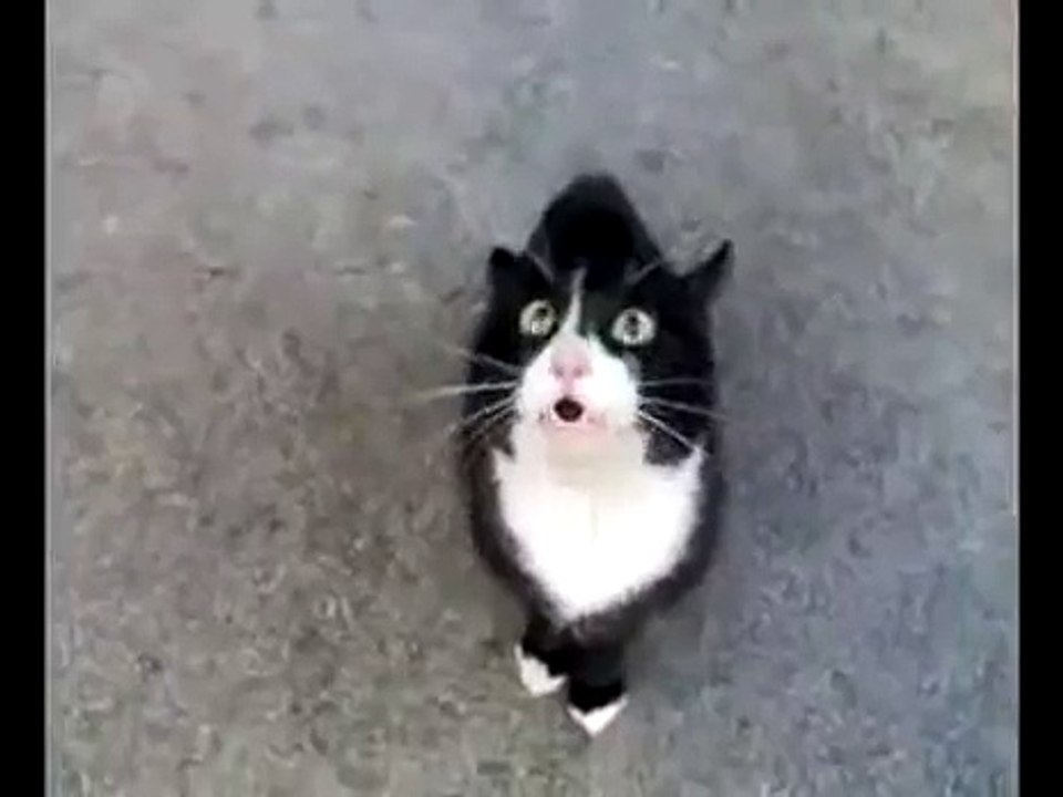Crazy Demon Cat Talking