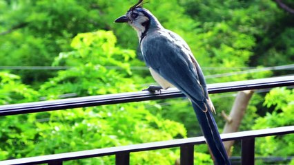 UN CABALLO TAN HERMOSO QUE ES CONSIDERADO MÍTICO Y OTROS ANIMALES BELLOS