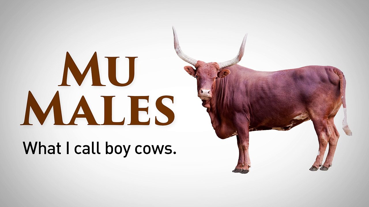 All 24 Types Of Males Explained