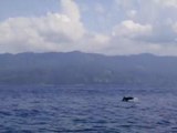 Delfines en Bahía Ballena