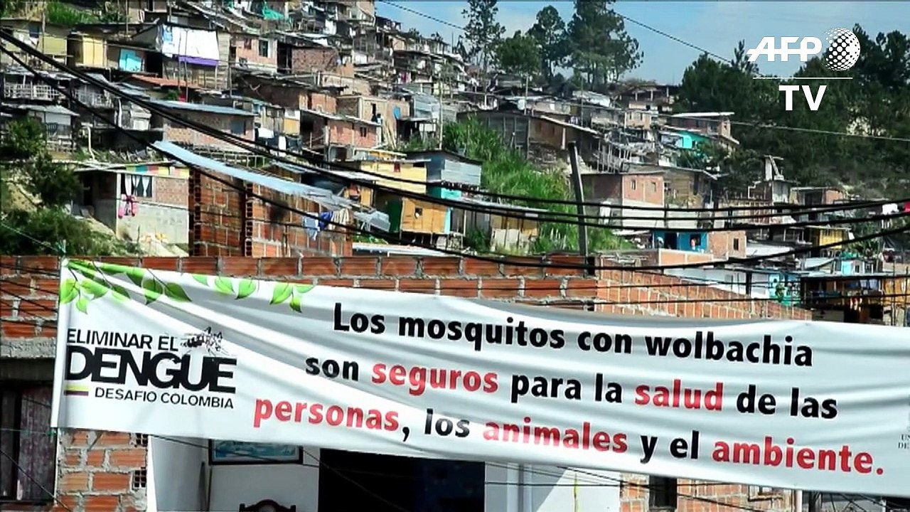 Colombia en primer nivel de alerta ante fase expansiva del zika
