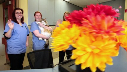 Welcome to Montclair Veterinary Hospital