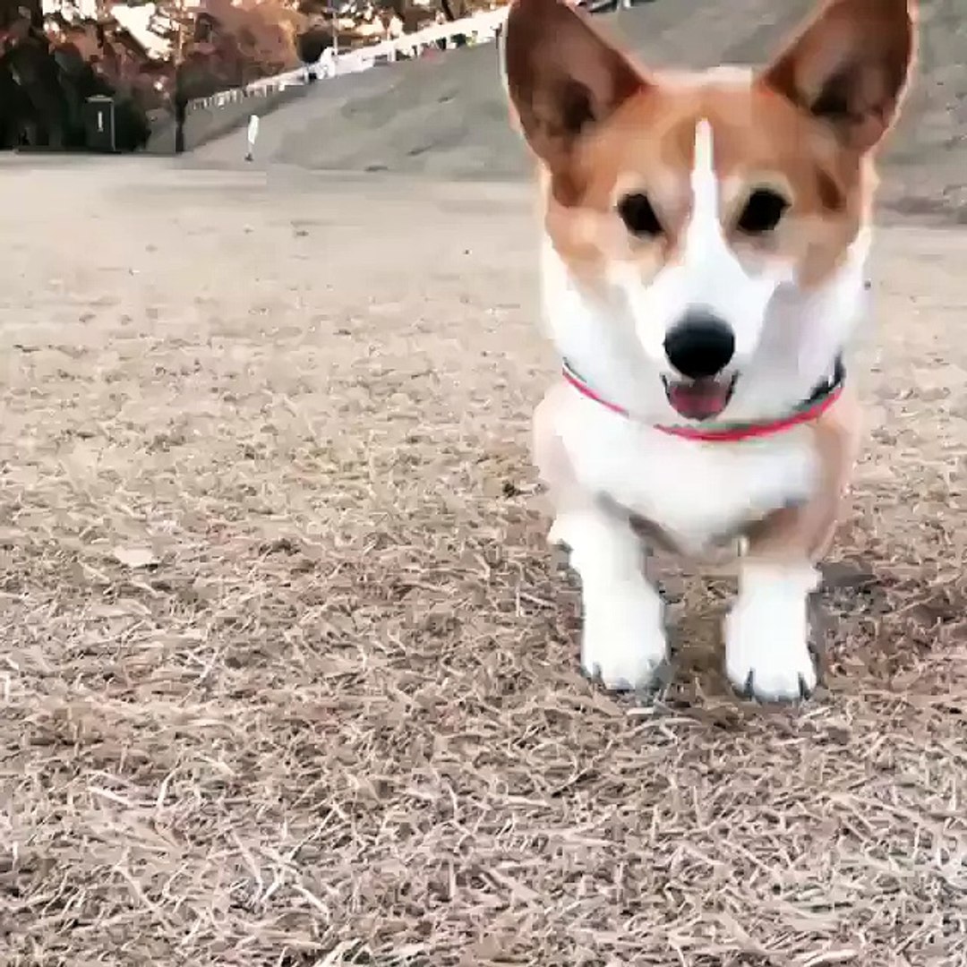 happy puppy dance