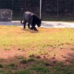 Guess who's coming for dinner!