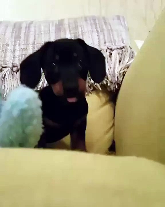Prepare for a puppy mauling!