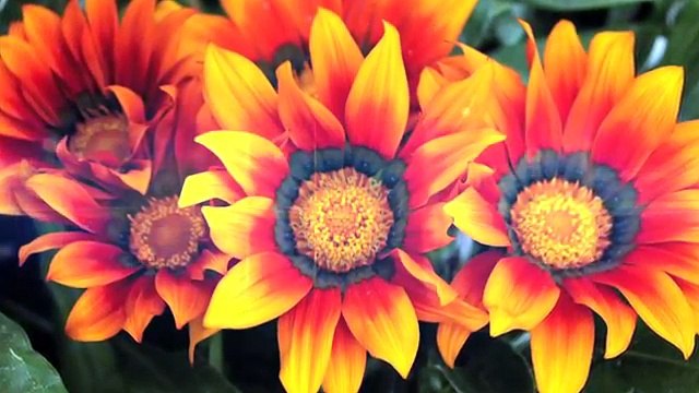 Chill Out | Romantic | world | Ambient | soft background music for Relaxation (World Music 720p)