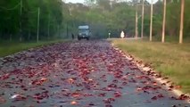 vlc-record-2016-01-27-17h15m26s-Crabs migrating in Cuba.mp4-