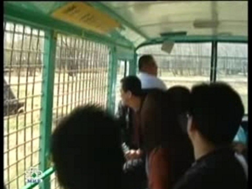 Safari auf Kinesisch