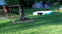 Dog Runs Around With Pool On Its Head