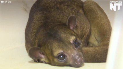 Woman Wakes Up With Exotic Animal On Her Chest