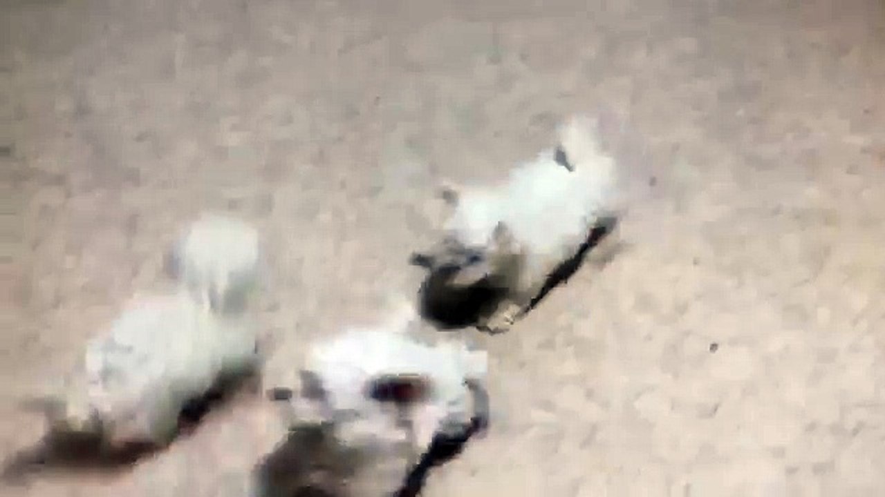Bichon Frise Puppies For Sale