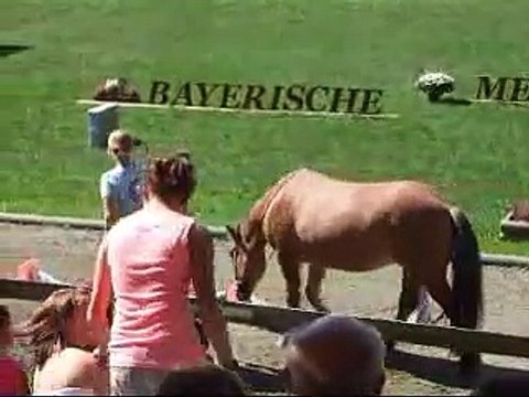 Clickertraining mit Hylling 74