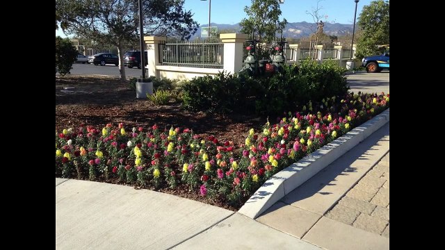 Courtyard Marriott Hotel Flowers Grow by Santa Barbara Landscape Maintenance Company