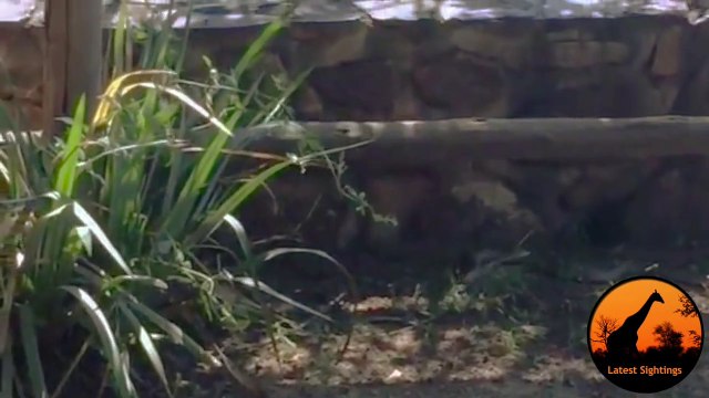 Snake (Female Boomslang) Hunts Chameleon - Latest Wildlife Sightings