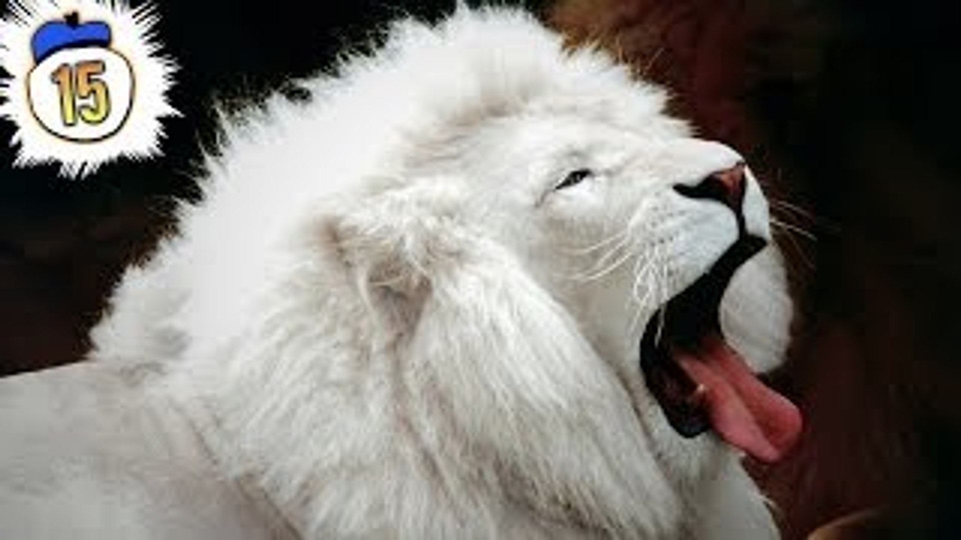⁣15 Rarest & Critically Endangered Animals on Earth