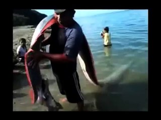 Cận cảnh con cá lai rồng trắng khổng lồ ở Philipin