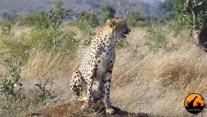Cheetah Calling   27 May 2013   Latest Sightings