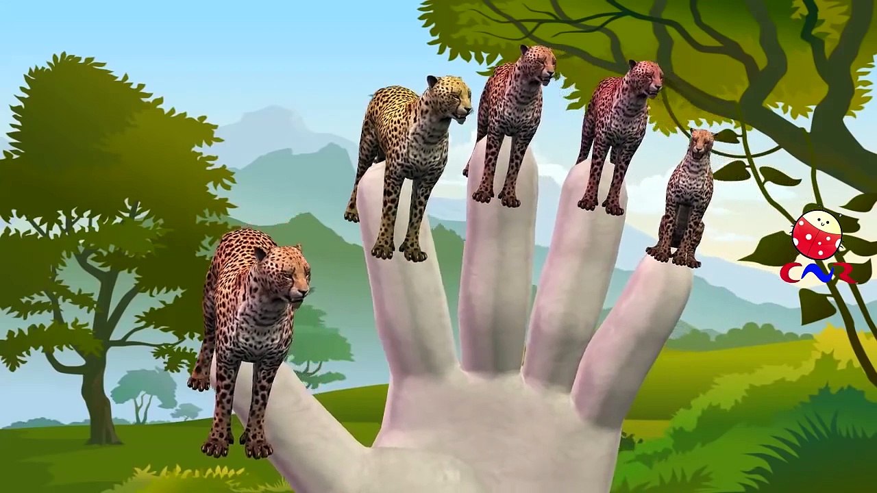Finger Family Children Nursery Rhymes By Jaguar Cheetah And Tiger Cartoons For Children