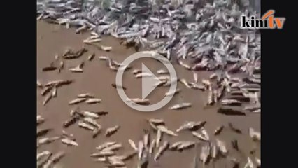 Video ikan melompat naik ke pantai, petanda tsunami melanda?