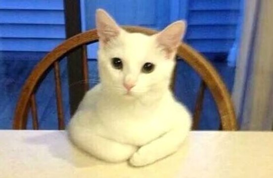 Funny Cats Acting Like Humans Videos