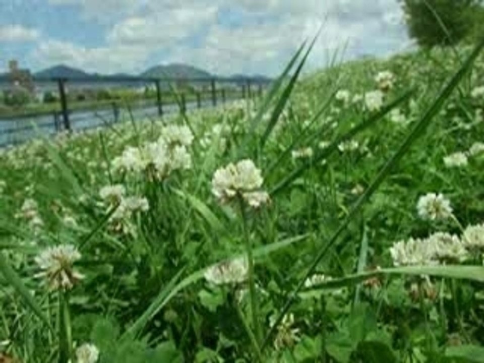 花(20070526)