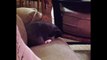 Cute kitten falling off couch