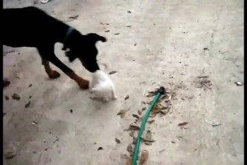 [Entertainment] - Bravest cat world - So Funny