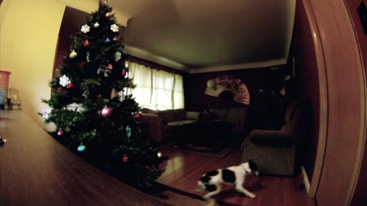 Amazing dog in a playing mood