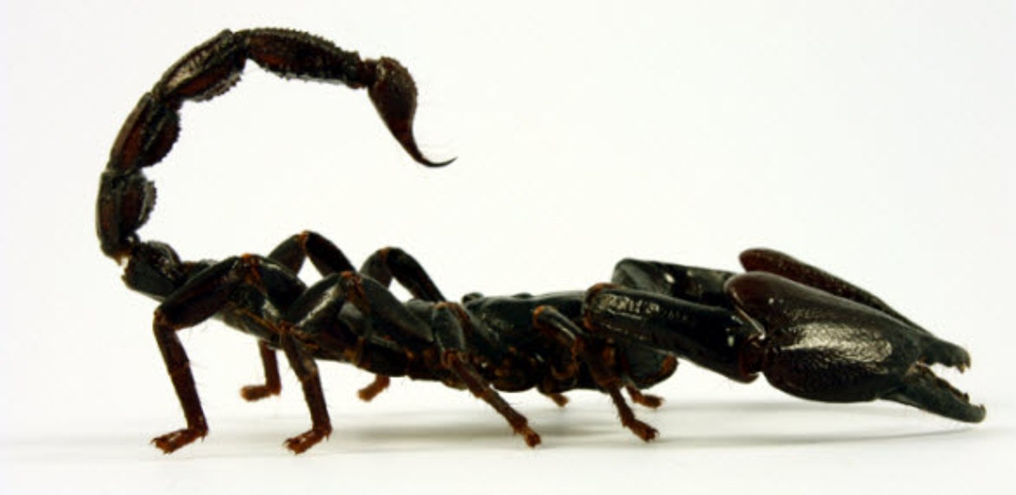 The Scorpions