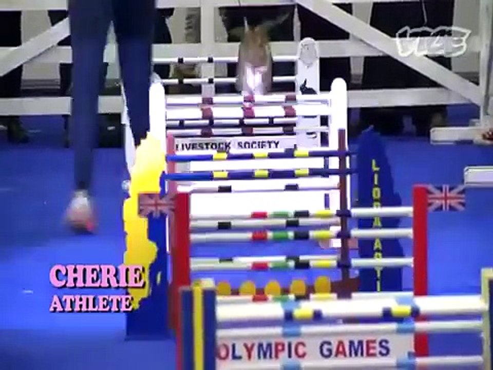 Epic Funny Bunny Rabbit Supercut Compilation 2014
