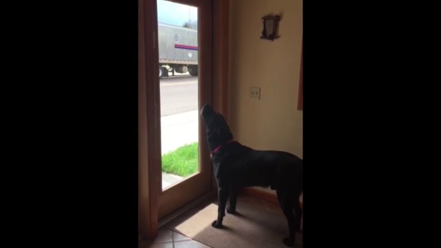 Dog Imitate A Siren With Hilarious Howling, Golden Retriever Dog Imitating Siren