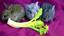 Funny Rabbit Bunny Eating Funny rabbit videos compilation 2014