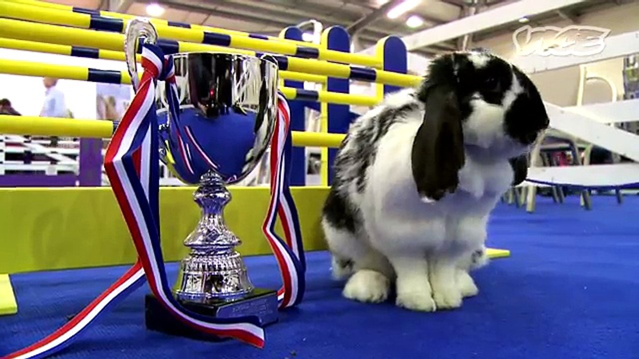 Cute Bunny Jumping Competition