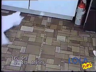 Cat goes nuts chasing light reflection